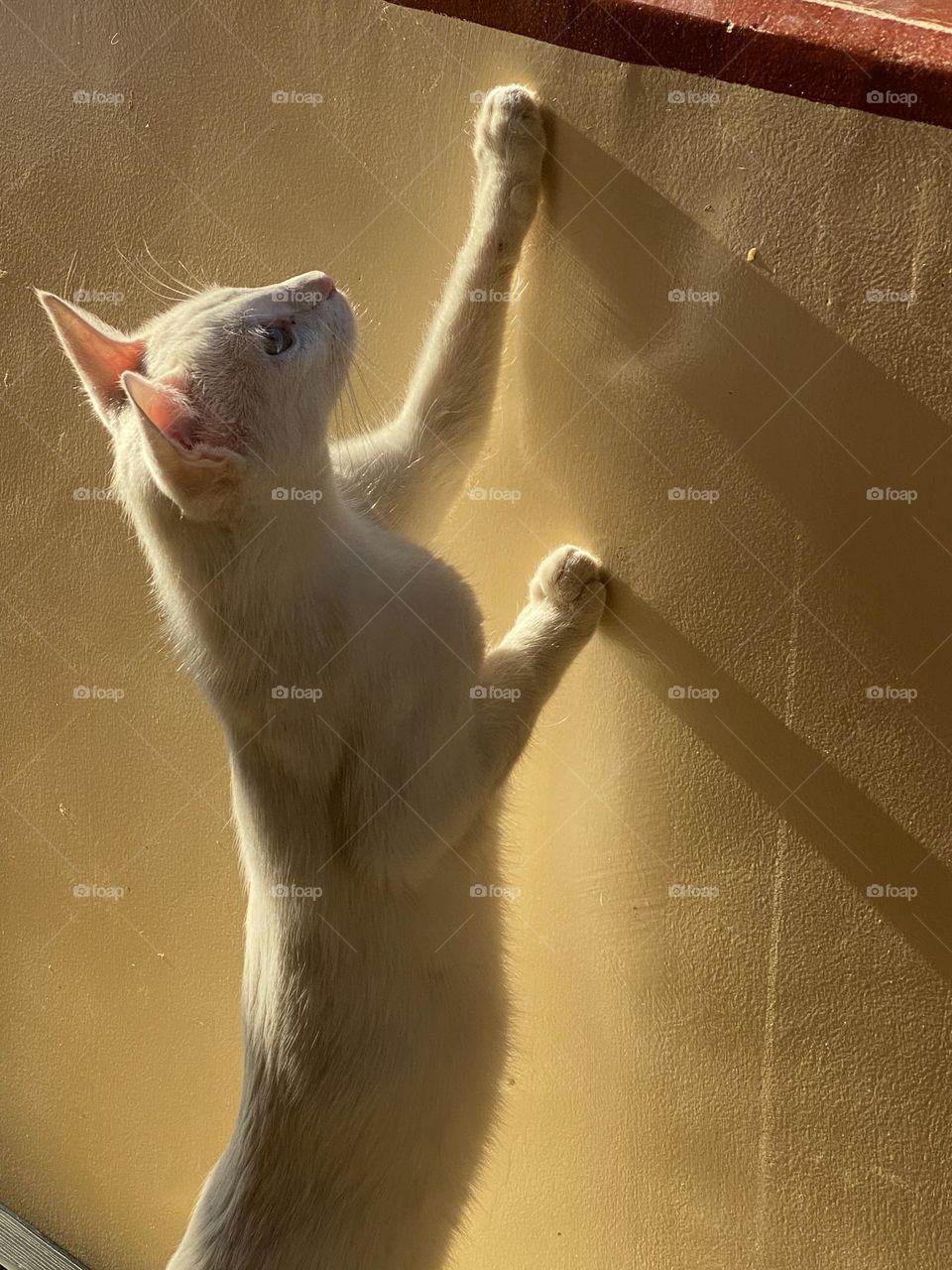 A cat is trying to look up 