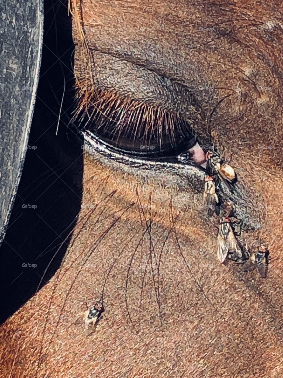 Beautiful horse looking at camera 