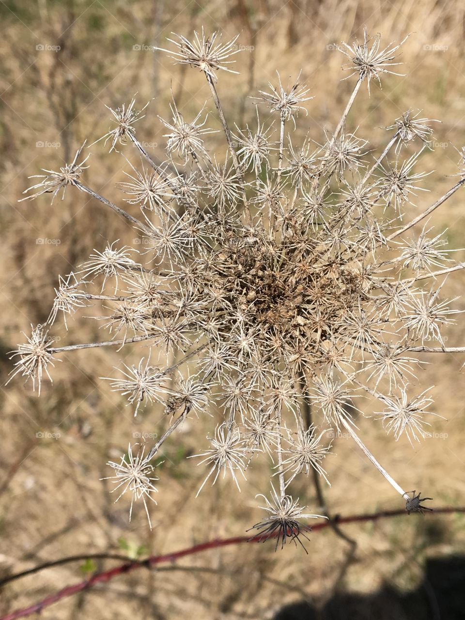 Queen Ann Lace / dried flower