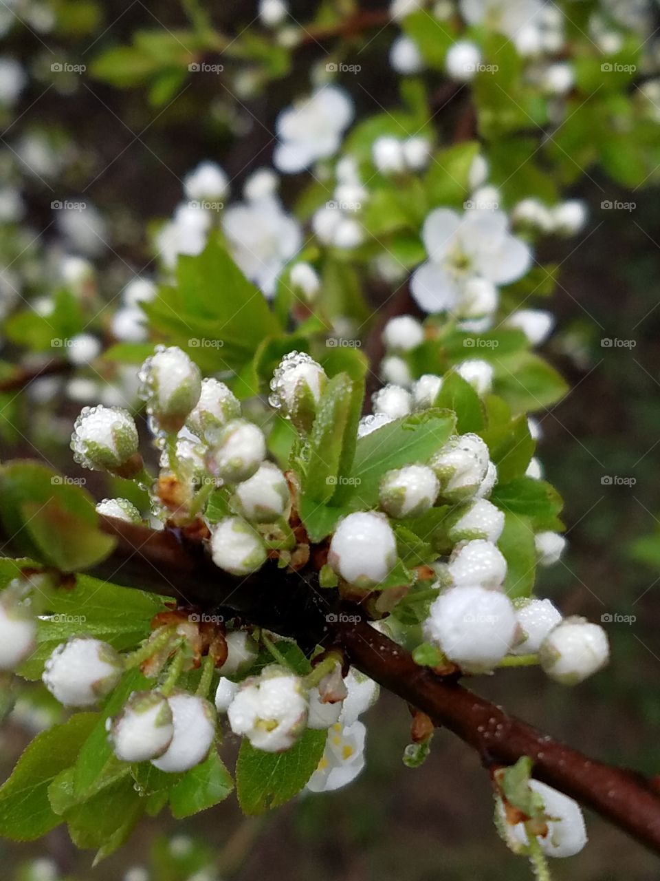 Budding Spring