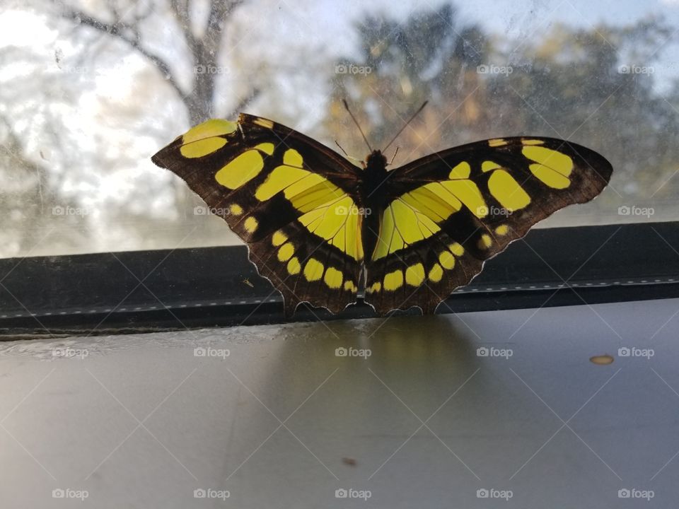 Black and yellow butterfly spreading its wings.