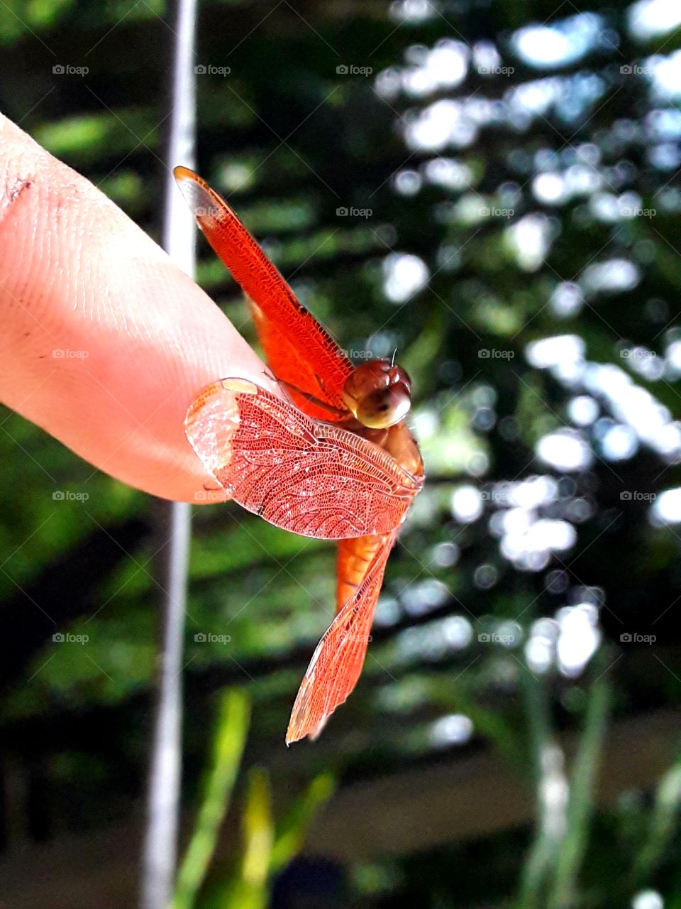 Wildlife, dragonfly on the finger 😜