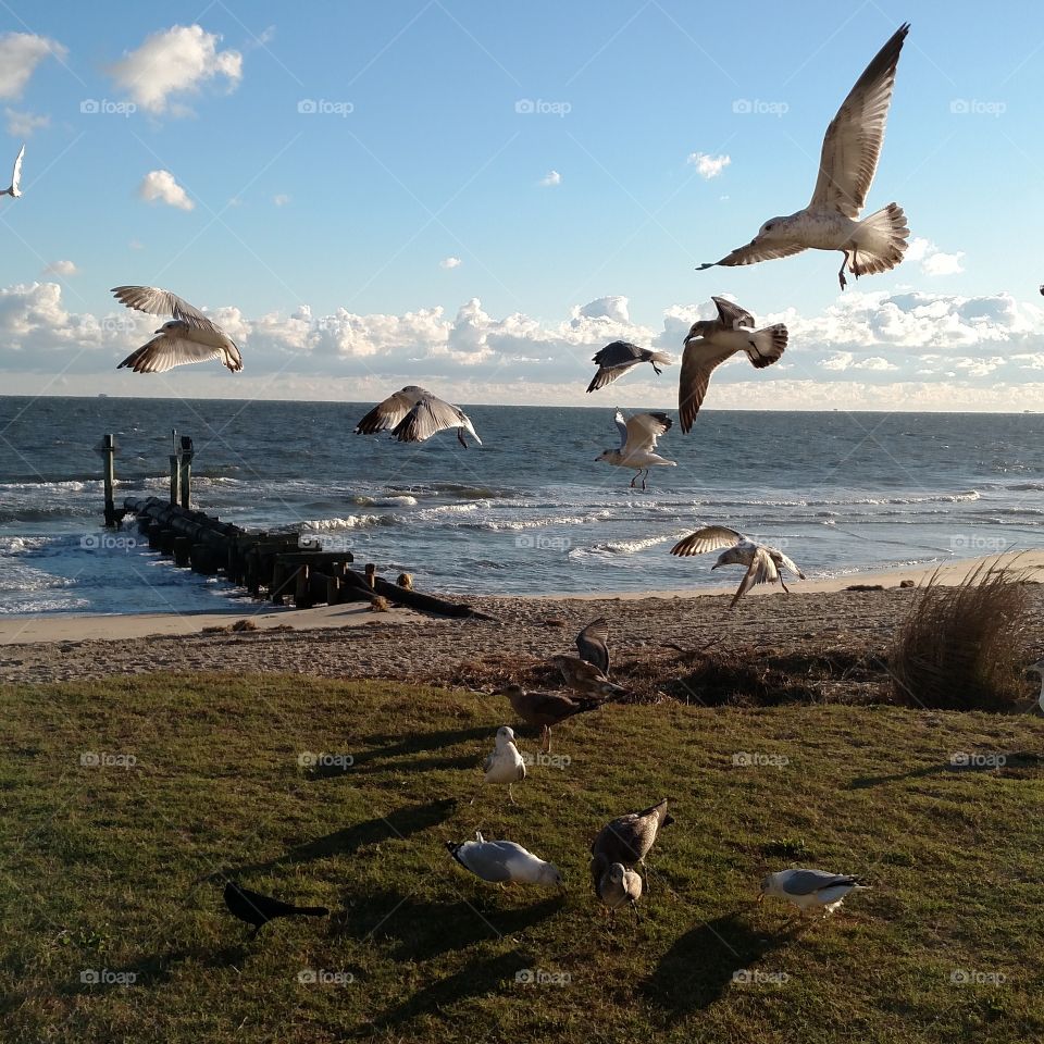 seagulls at play