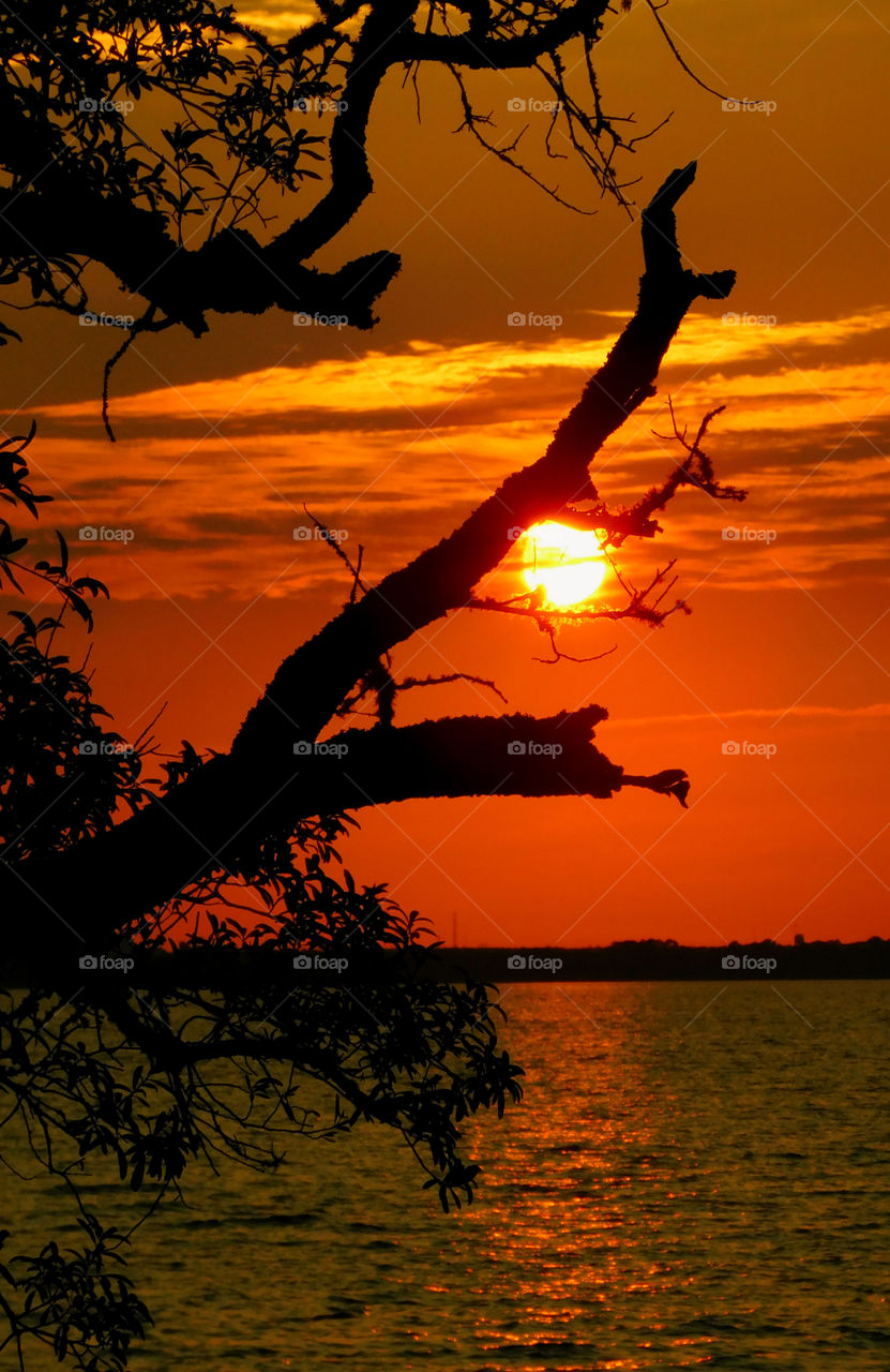 Silhouette of tree during sunset