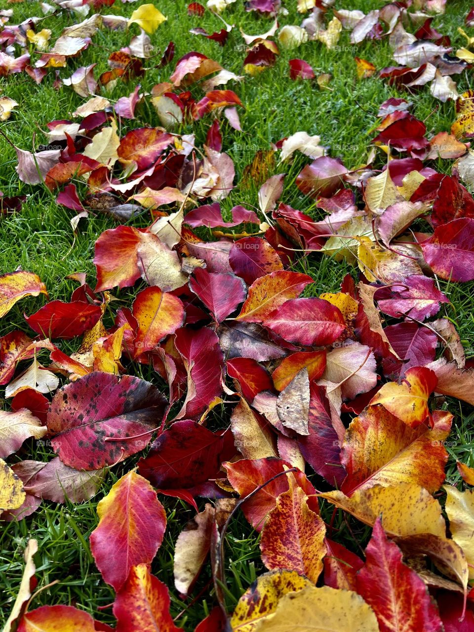 Colorful leaves lying all over the grass 