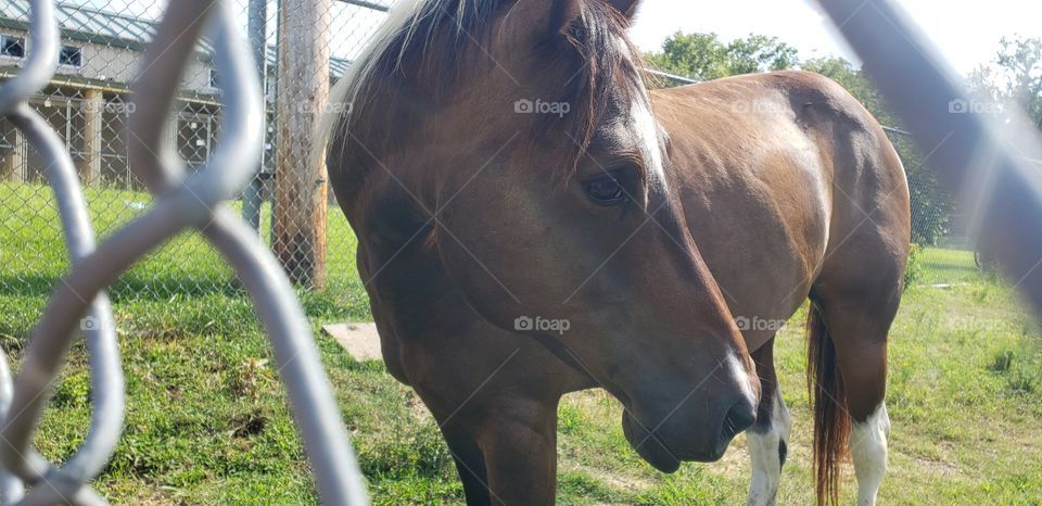 Chestnut mare in a horse paddock, mid afternoon.
