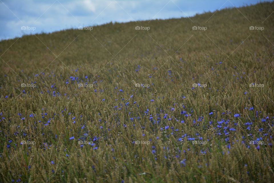 Purple flower in field