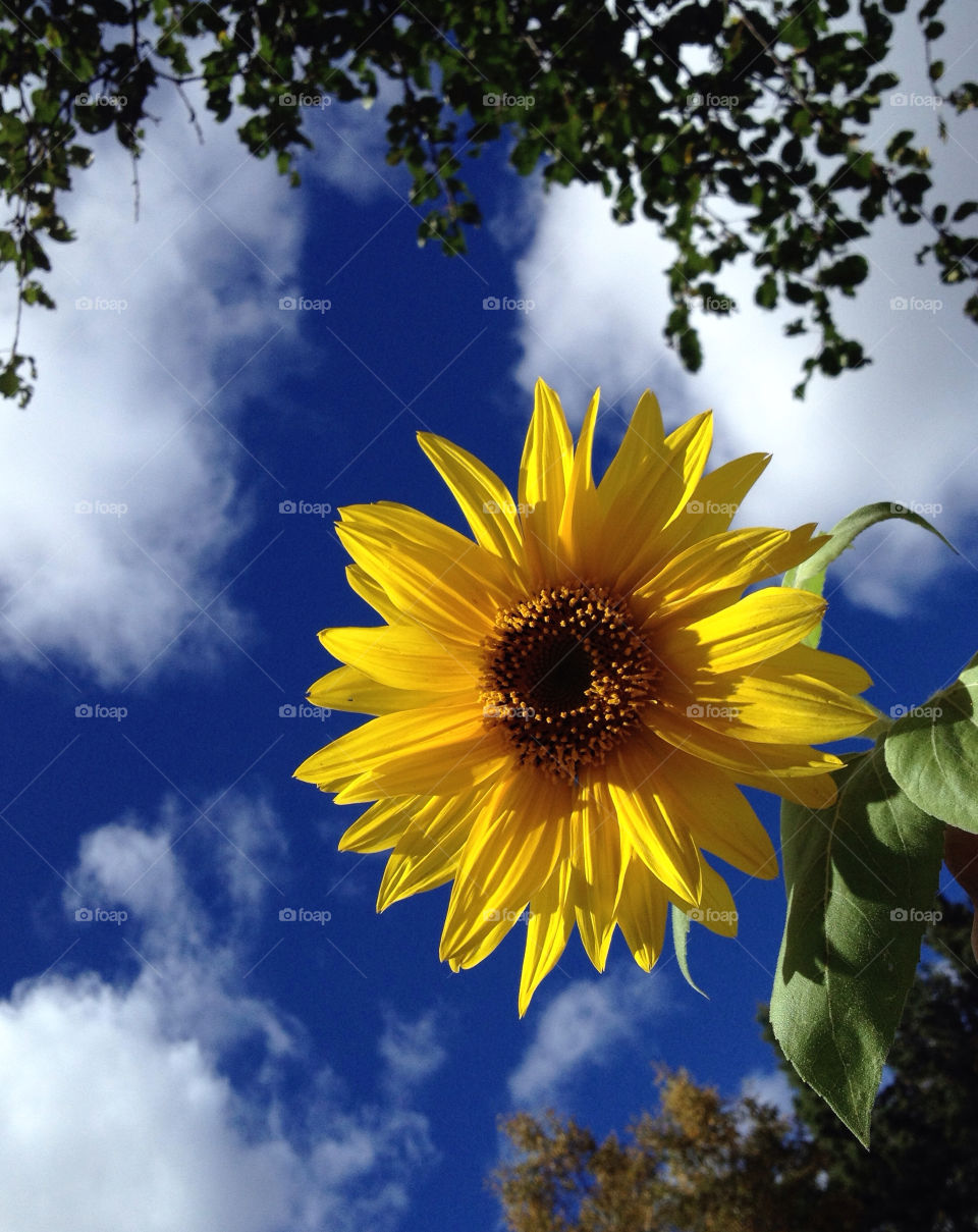 sky blue autumn usa by miowan