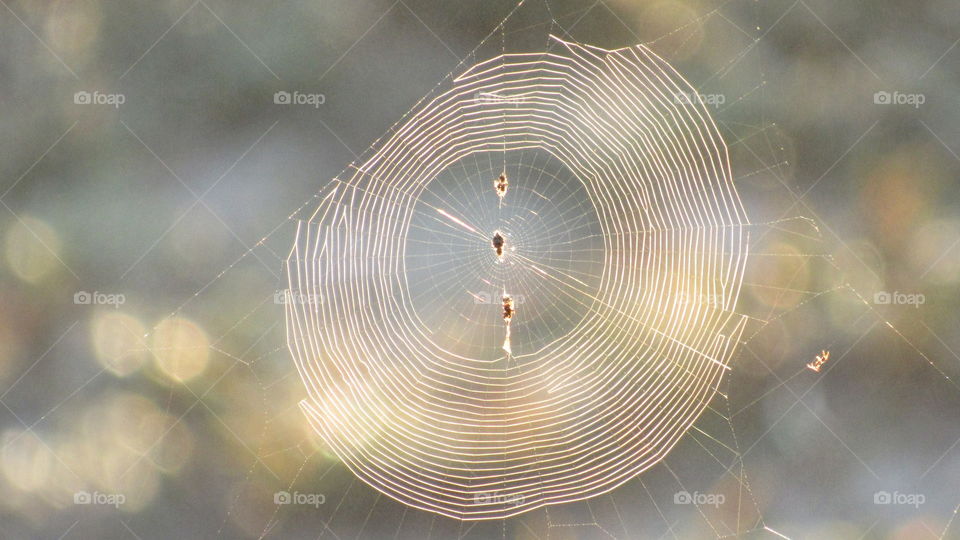 spiderweb