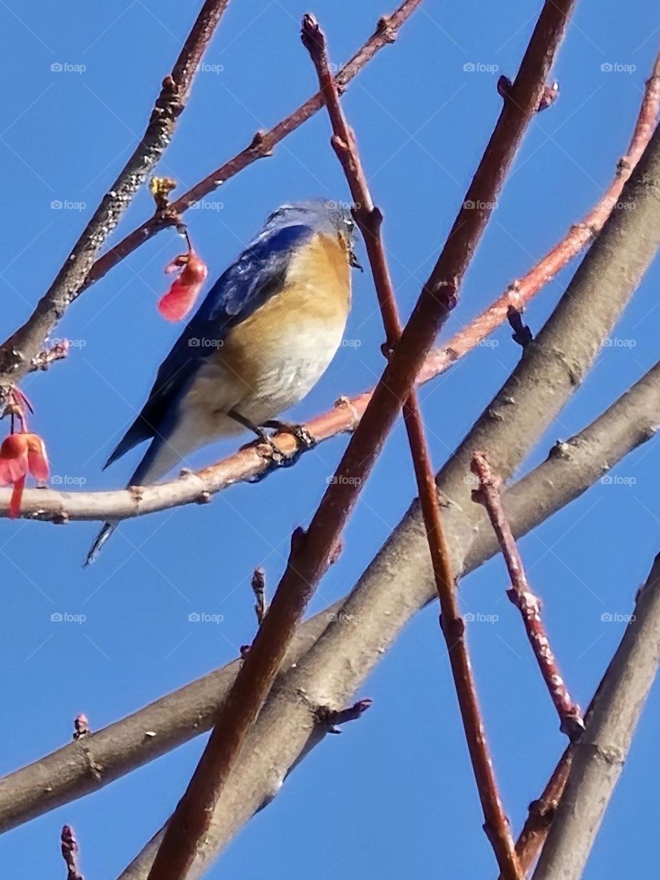 an Eastern Bluebird perched on the branch of a tree with budding signs of springs arrival with the backdrop of the beautiful clear blue sky