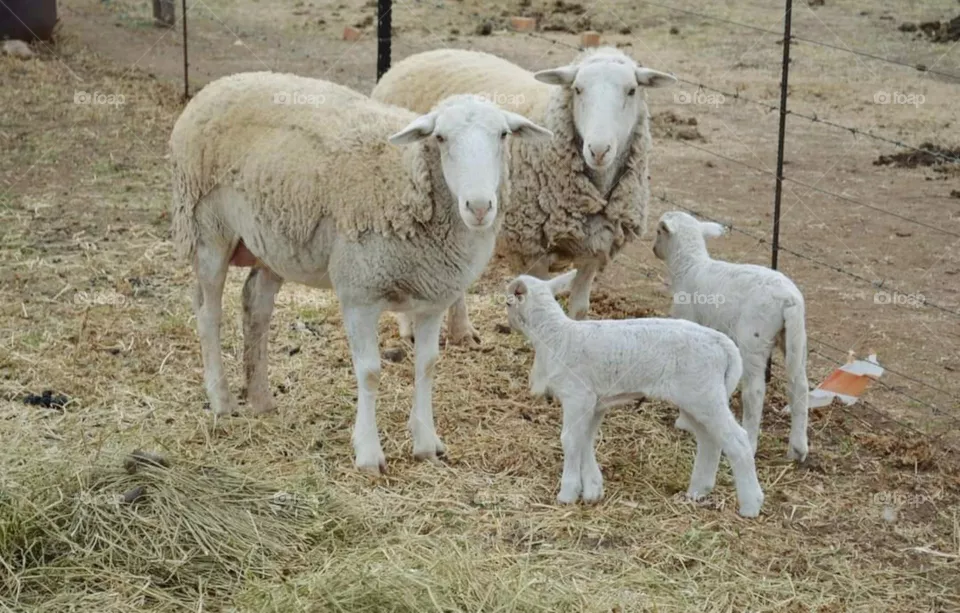 farm sheep