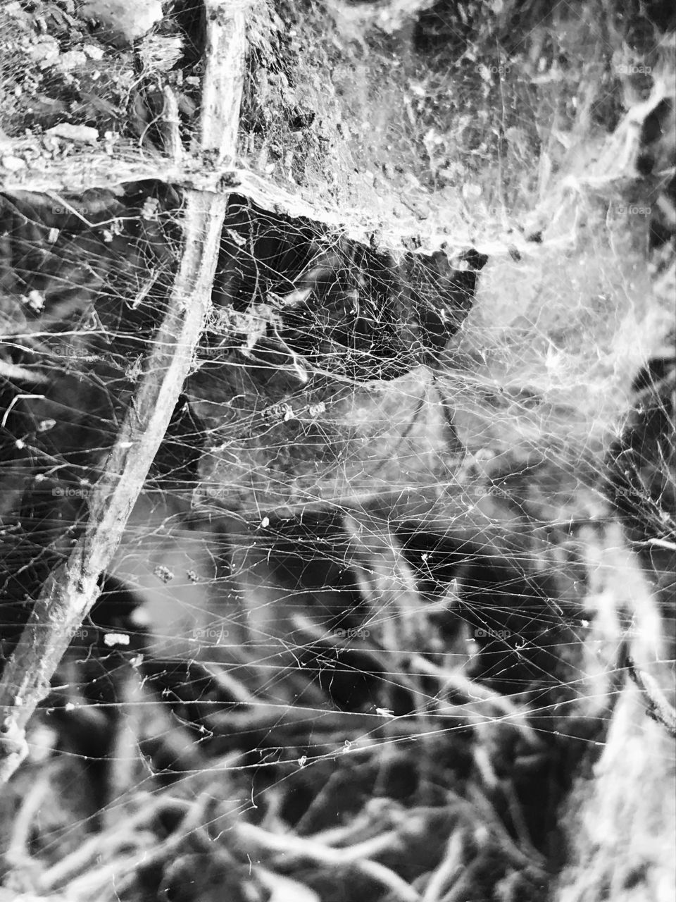 Elevated view of spider web