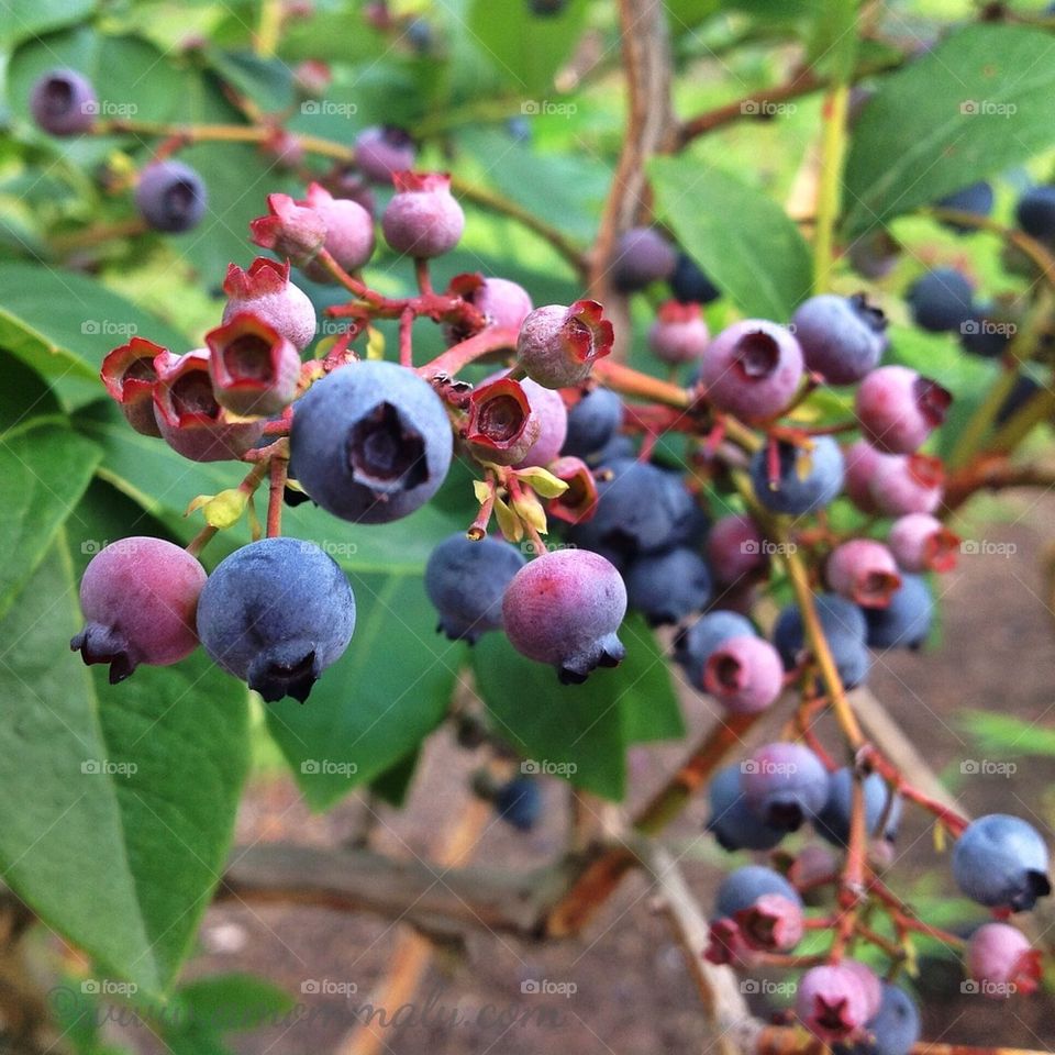Blueberries