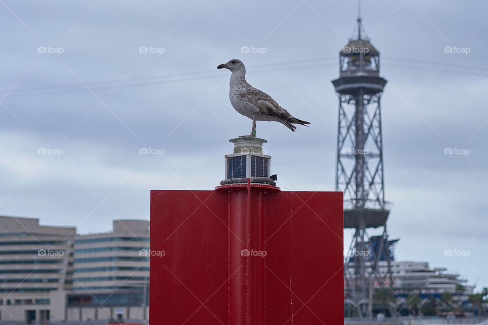 Seagull 