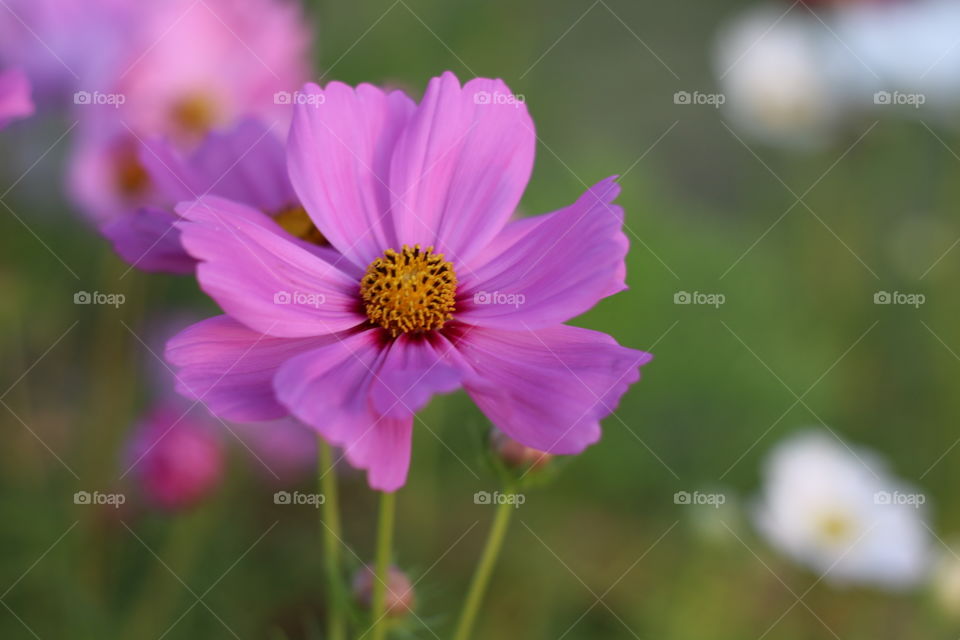 flower Mexican Aster, Cosmos, Cosmea