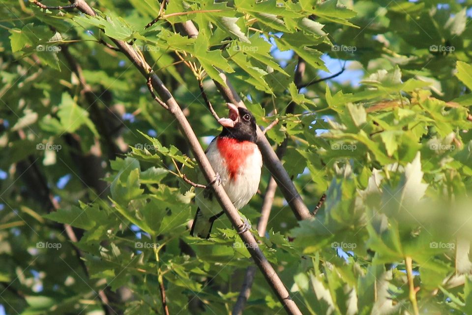 Red Brested Grosbeak singing loud