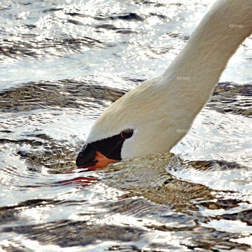 Un cigno immerge la testa nel lago di Peschiera del Garda Verona