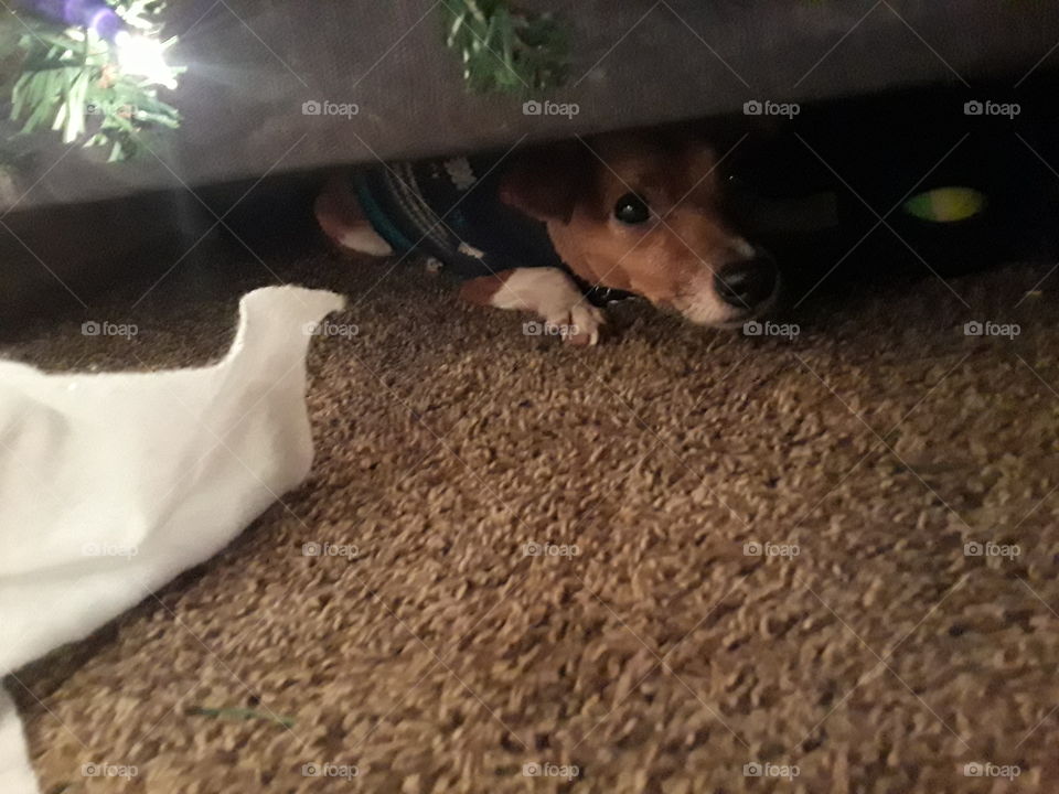 hiding puppy 2