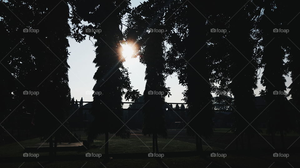 Tree, Landscape, Silhouette, Backlit, Light