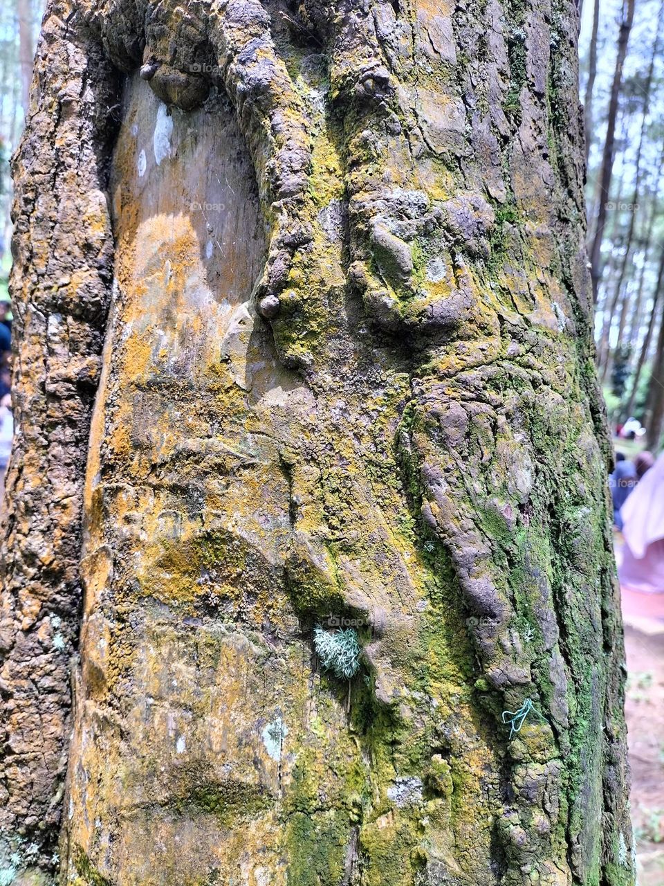 Mossy pine tree trunk texture
