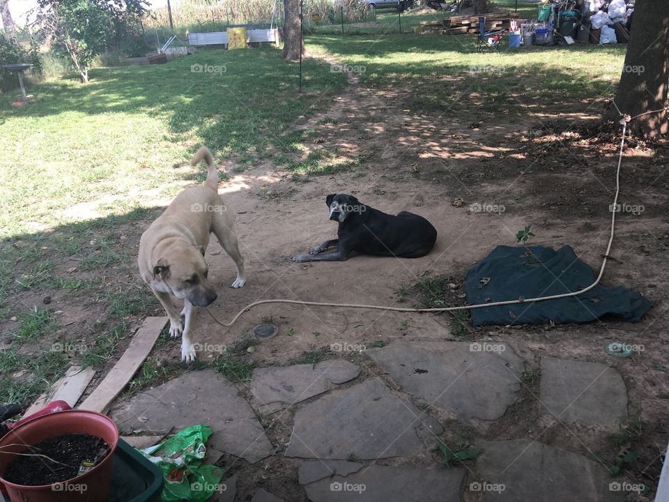 Bear and Kwanita enjoying the partially shaded backyard. Afternoon delight, sweet babies 