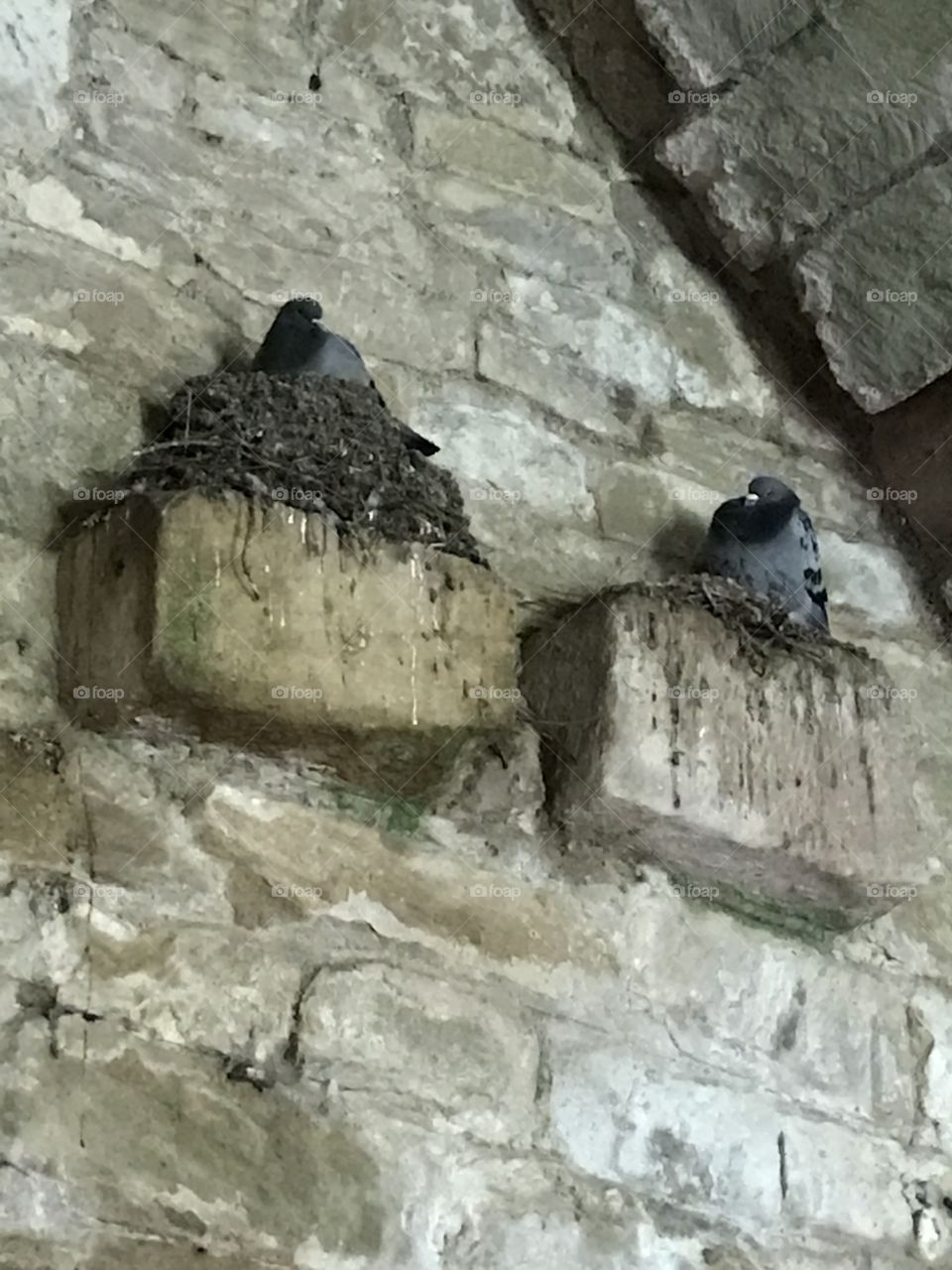 Nesting birds
