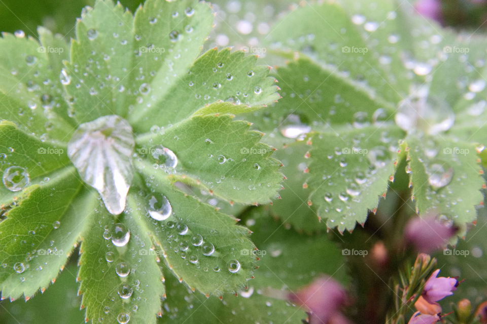 fresh rain brops on beautiful green leaf