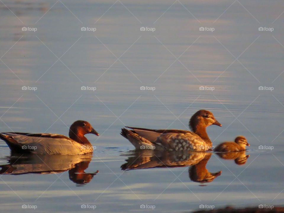 Ducks reflecting on a lake at sunset