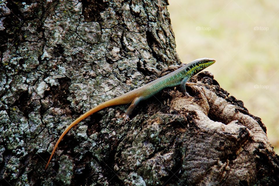 Lizard in a tree