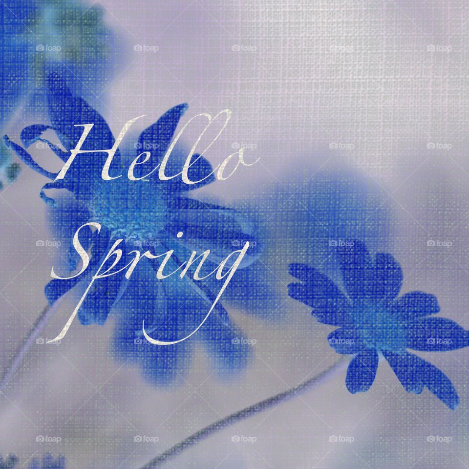 Digitally manipulated and enhanced spring daisies image on textured linen background, hello spring text 