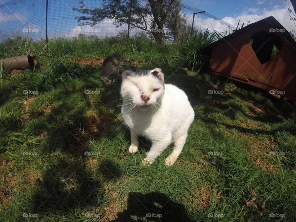 "Old Guy", a blind, rugged cat in Lanai sanctuary in Hawaii