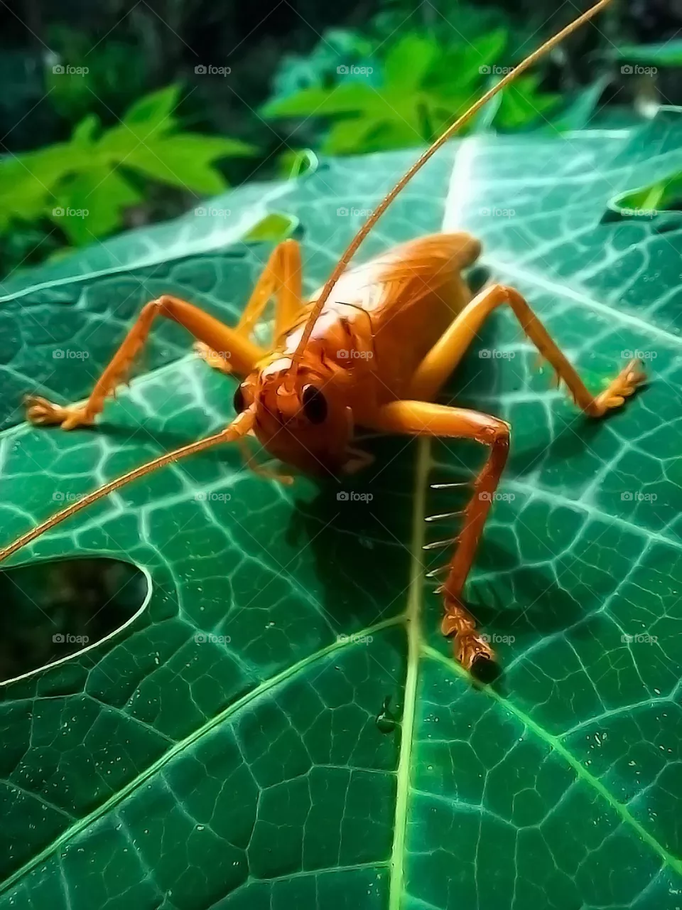 Locust