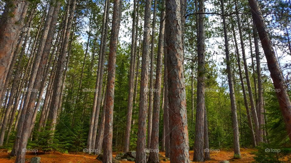 Wood, Tree, Nature, Landscape, No Person