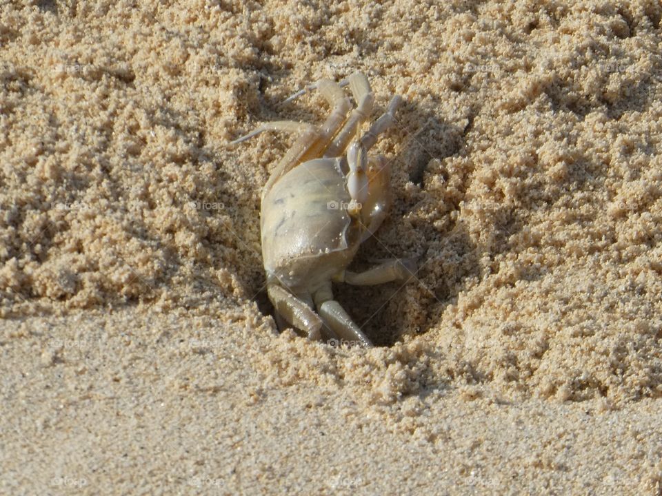 Crab life 