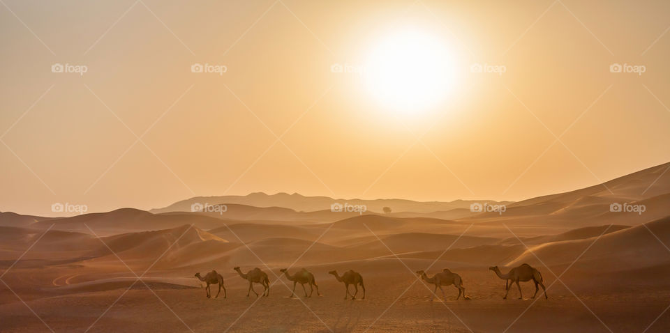 Camels caravan in the desert at sunrise