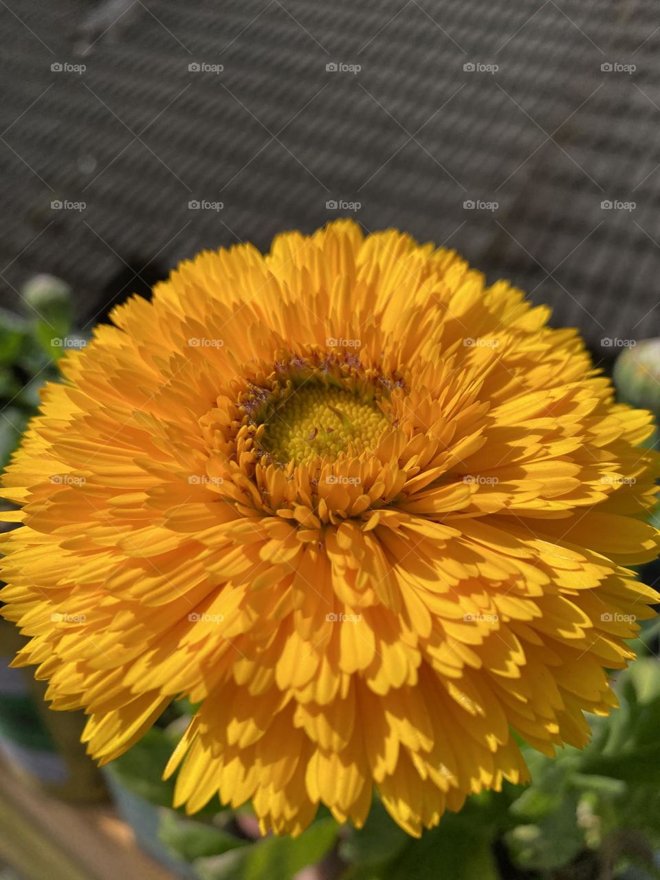 bright and lovely yellow flowers