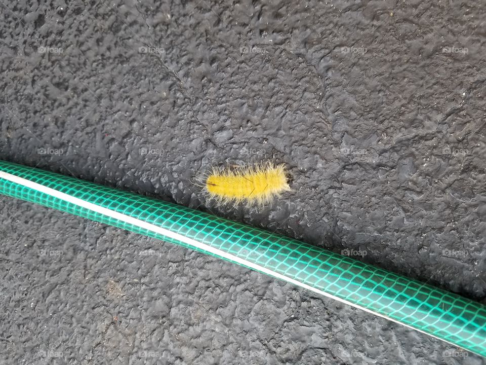 Caterpillar and Hose