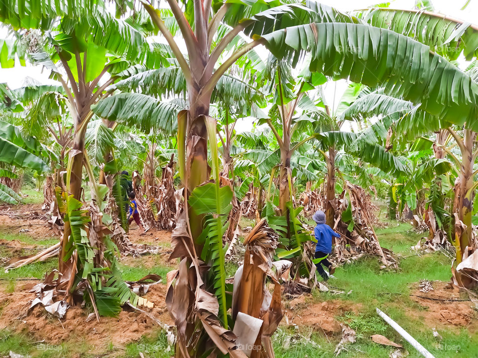 Banana farm at the backyard