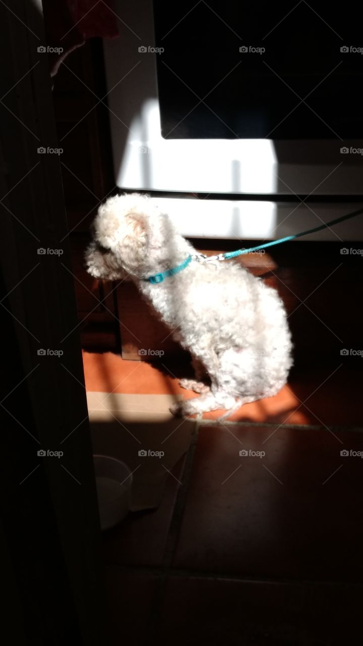 perro french poodle tomando el sol