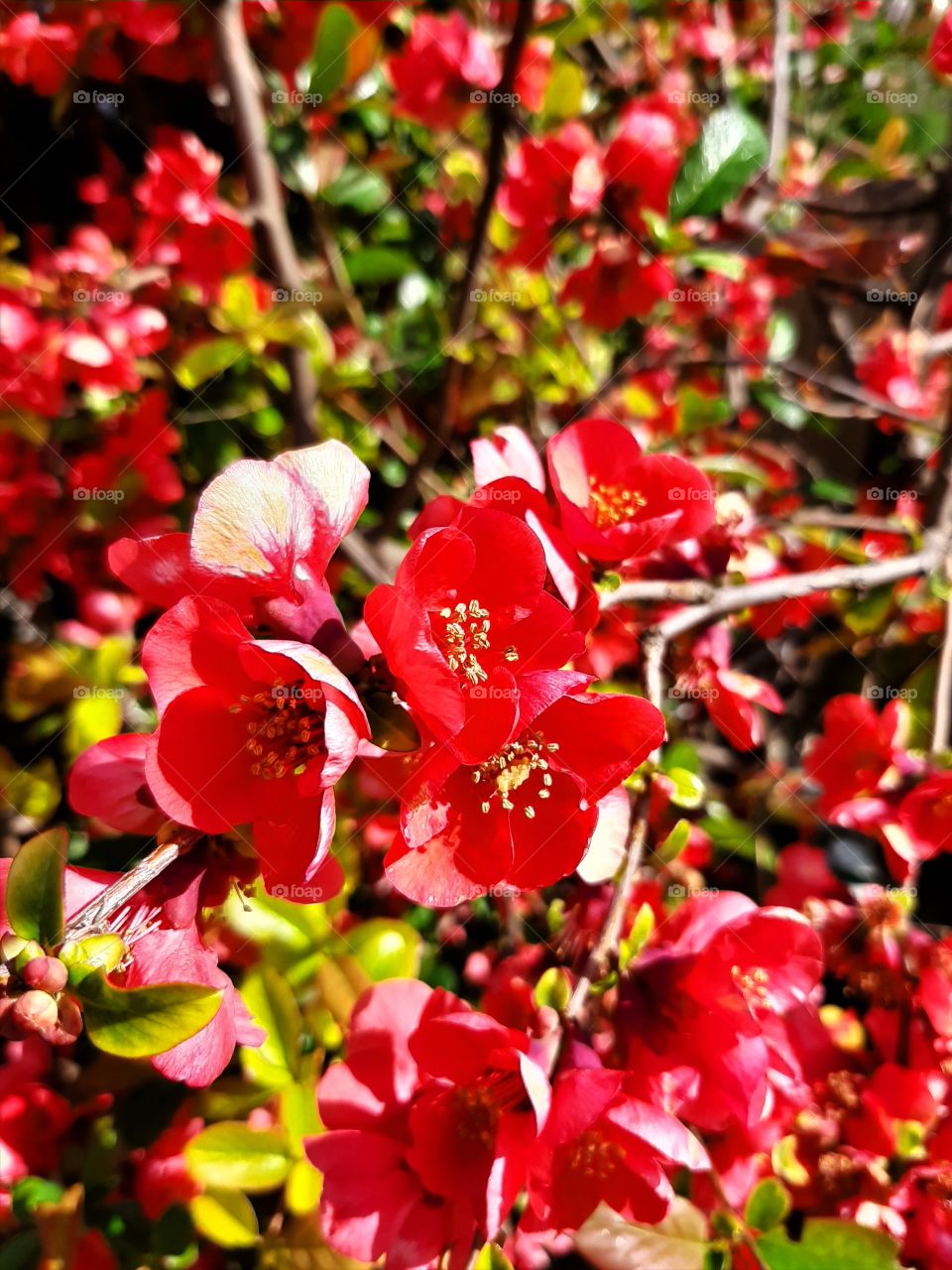 cherry flowers