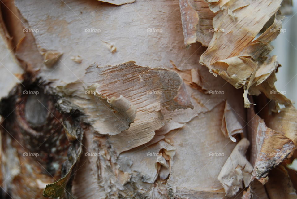 Close-up of tree bark and shavings