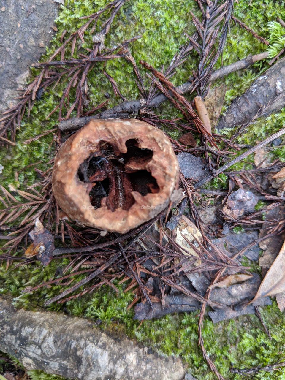Mockernut Hickory Shell
