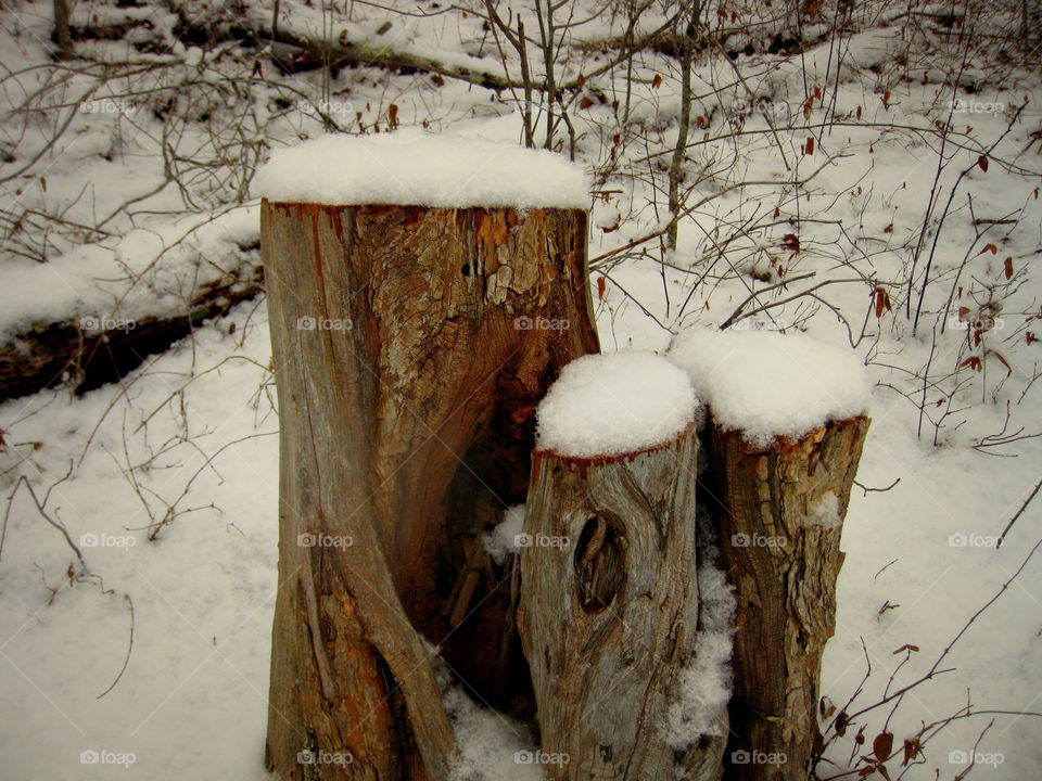 These are three stumps with snow on top on a cold winters day in Ohio.