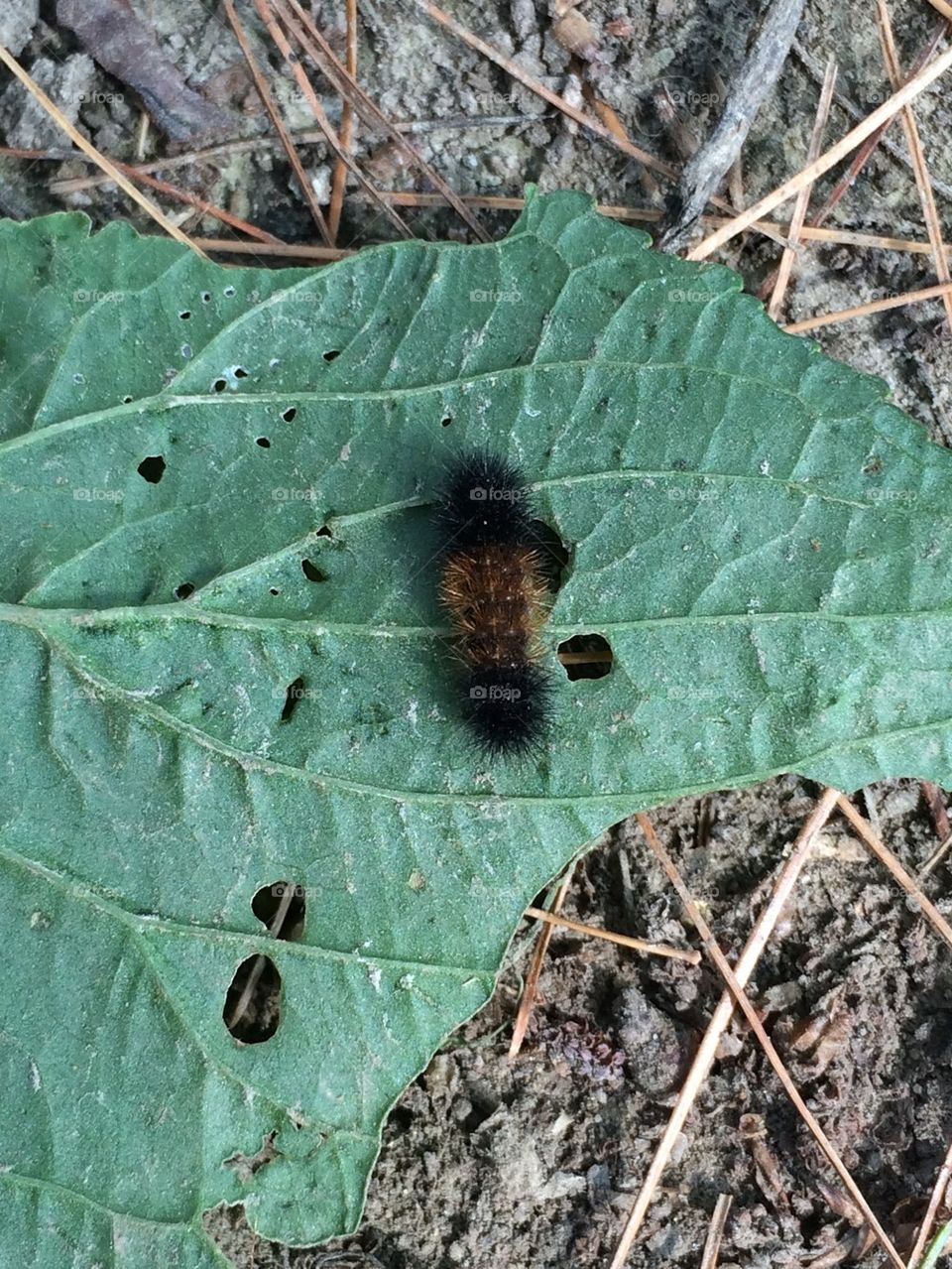 Wooly bear