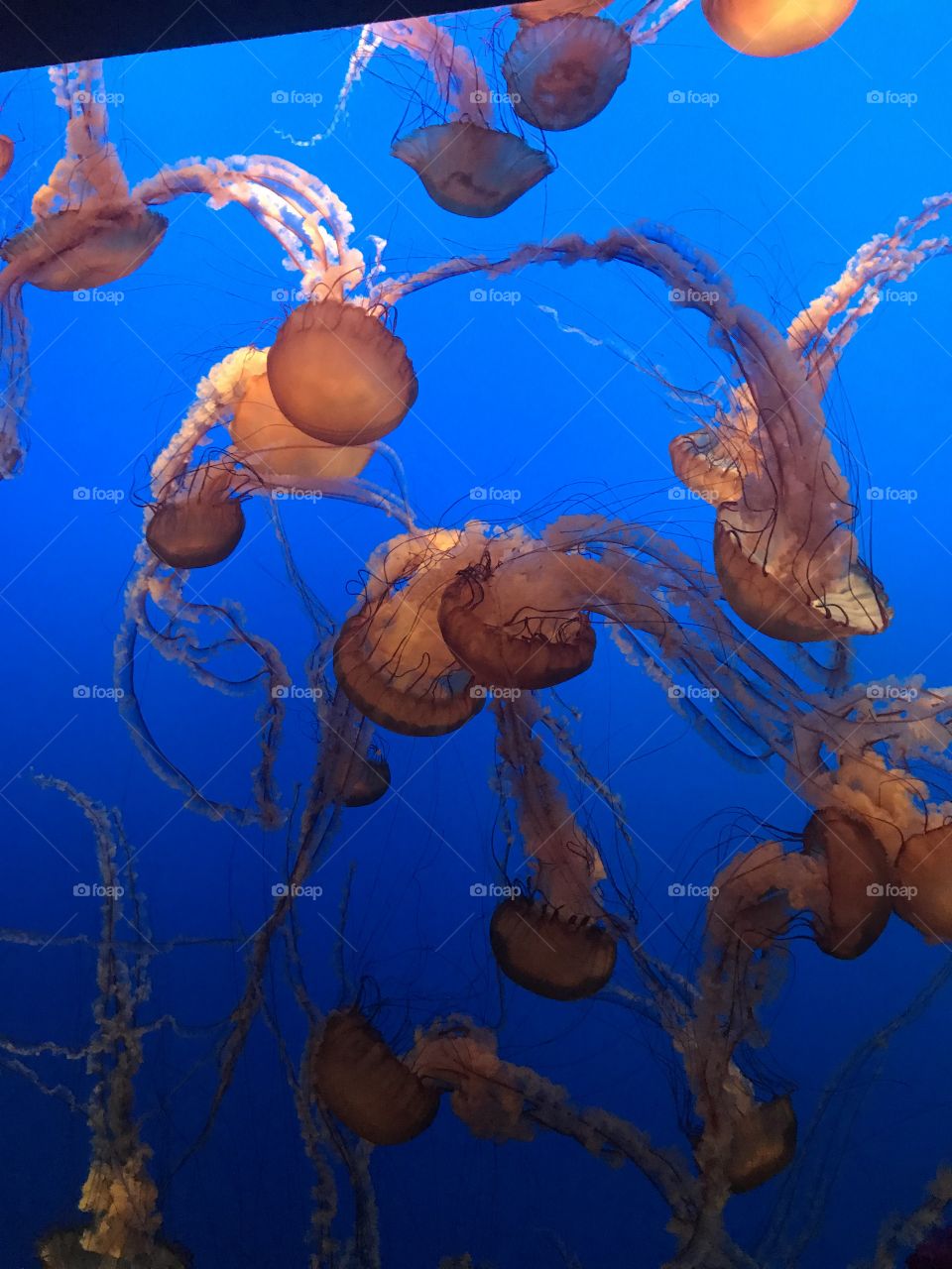 Jelly Fish