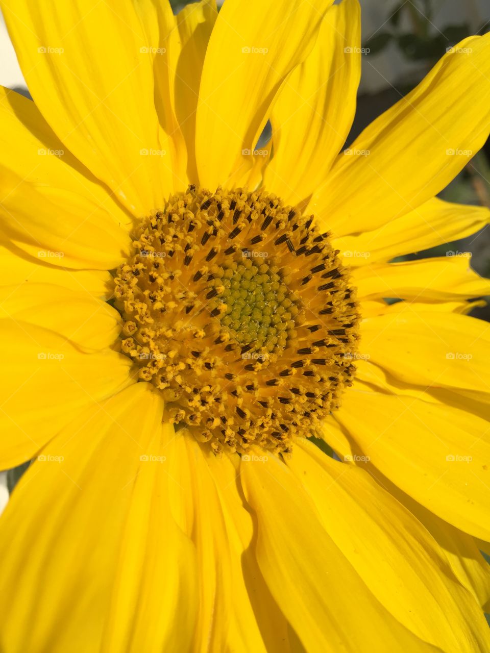 Sun flower. Close-up