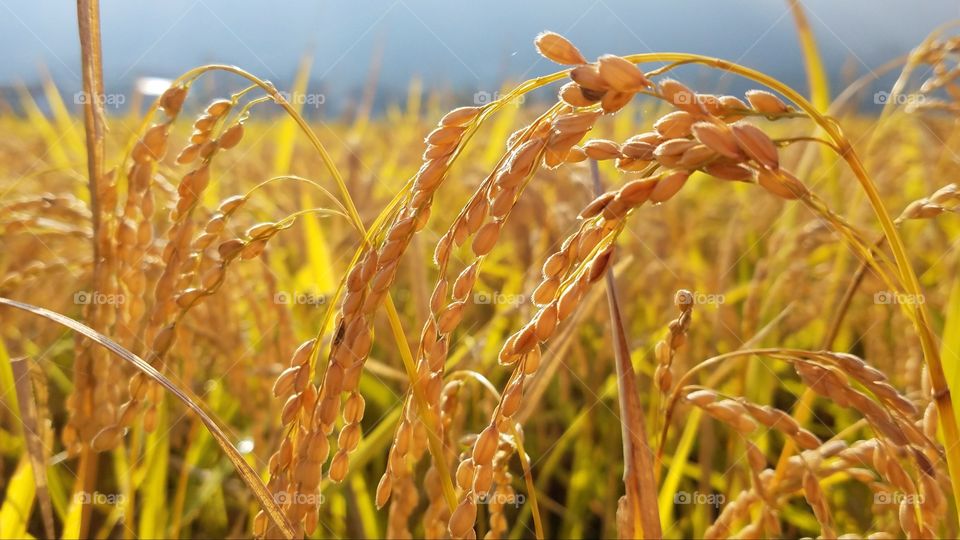 Rice fields