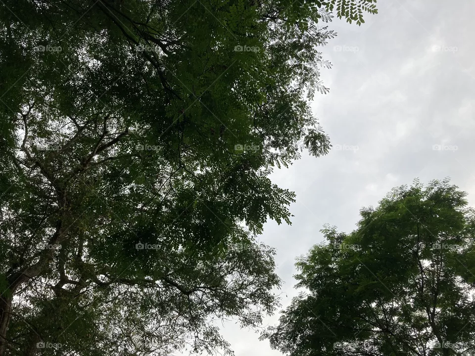 beautifull shade