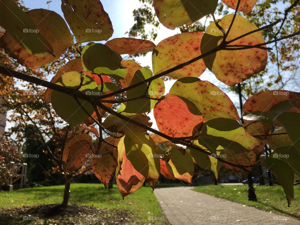 Leaves against the sun