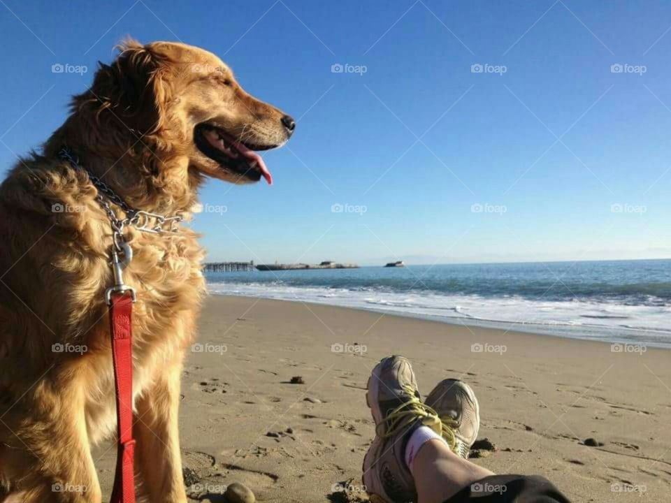 dog and her beach